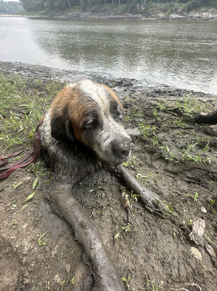 Bachelor Party Takes Unexpected Twist When They Hear Dog Barking In The Mud