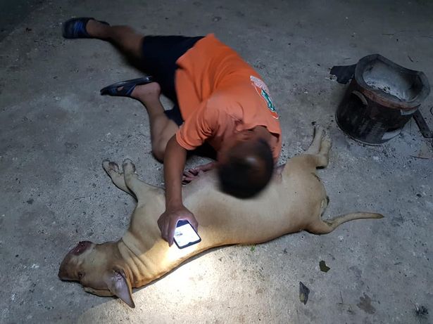 Mr. Suriyon Chanthakhet, owner of Nong Horm, comforted his pet before the dog died (Photo: Daily Star) 