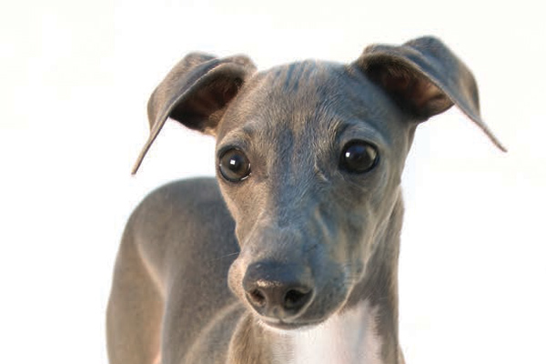 Italian Greyhound