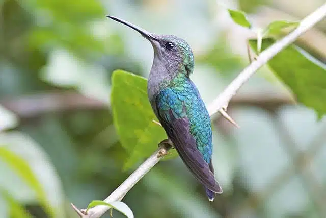 observing the beauty of the world's smallest bird – The Daily Worlds