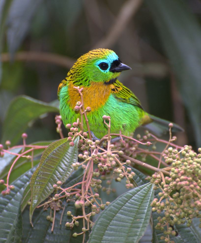 A copper-breasted, brightly colored forest dweller who finds it very difficult to sit still! – The Daily Worlds