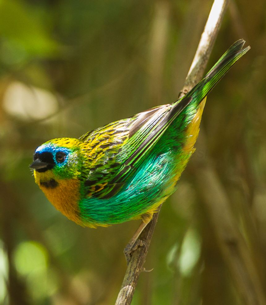 A copper-breasted, brightly colored forest dweller who finds it very difficult to sit still! – The Daily Worlds