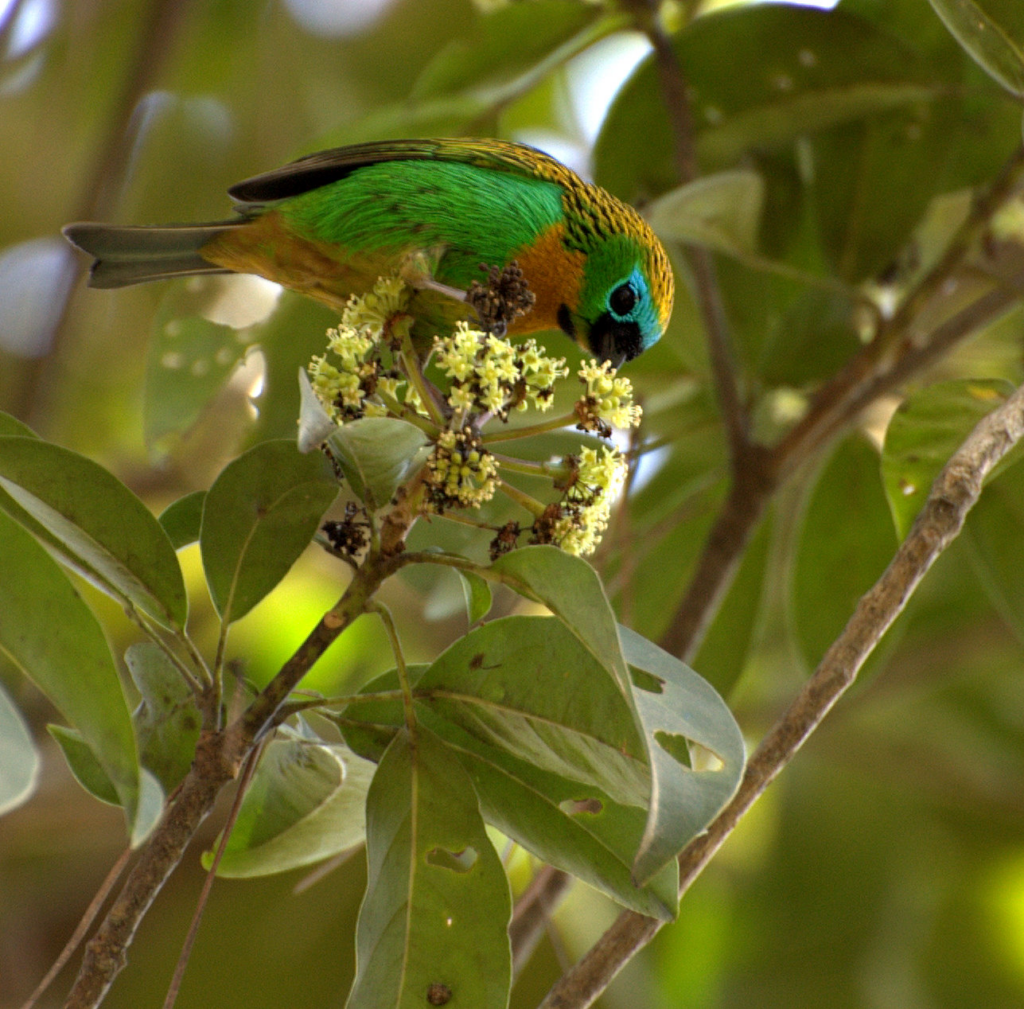 A copper-breasted, brightly colored forest dweller who finds it very difficult to sit still! – The Daily Worlds