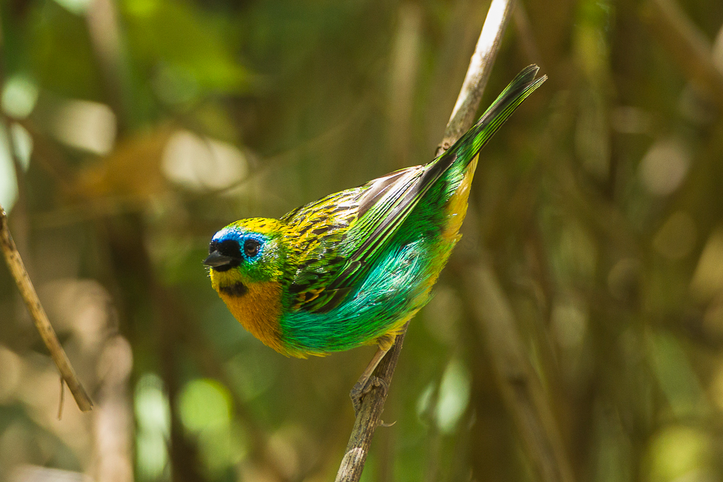 A copper-breasted, brightly colored forest dweller who finds it very difficult to sit still! – The Daily Worlds