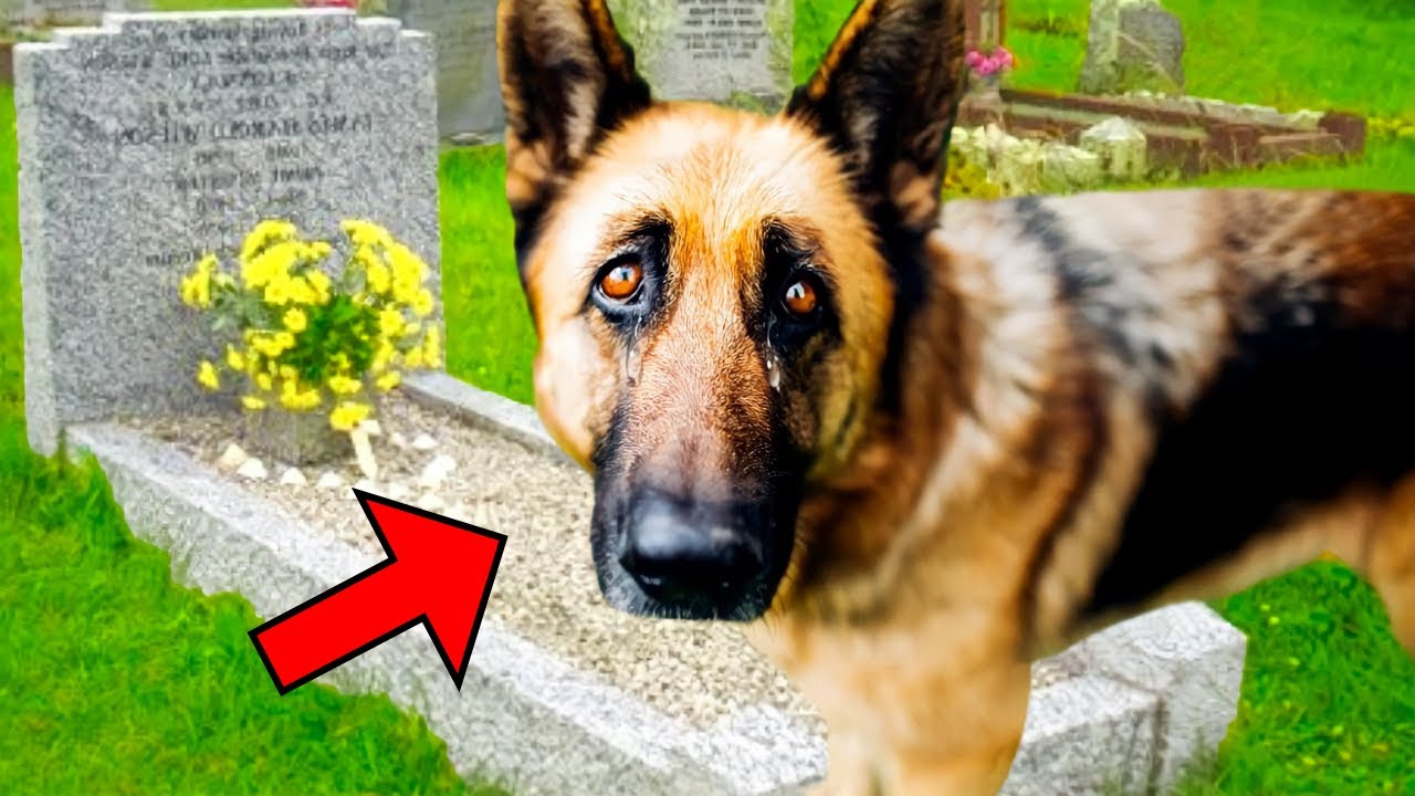 A Dog Stayed at His Owner's Grave Day and Night, Until They Discovered Why - YouTube