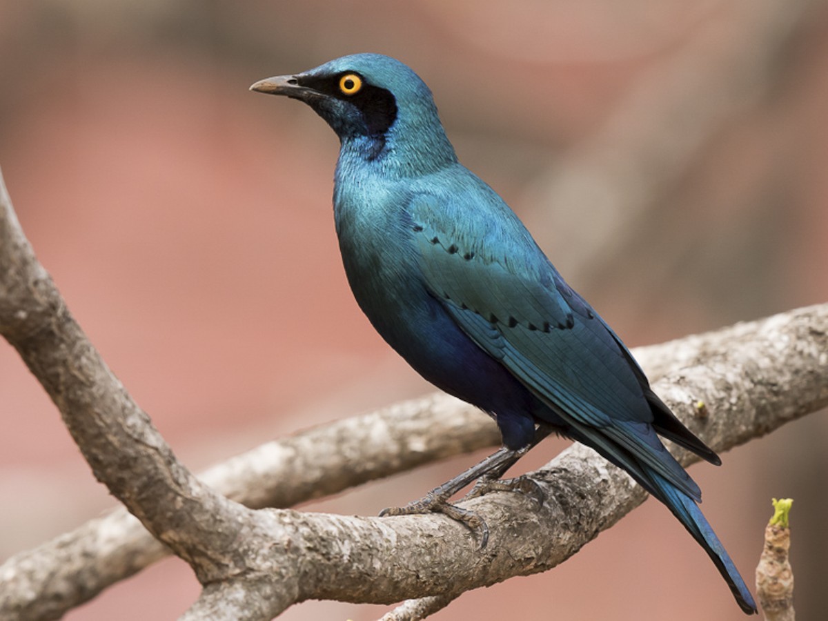 Greater Blue-eared Starling - eBird